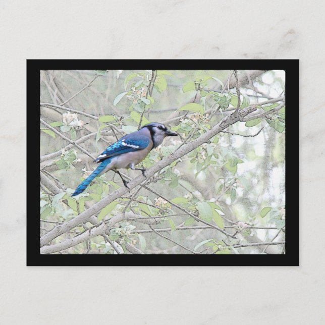 Cartão Postal Blue Jay Songbird (Frente)