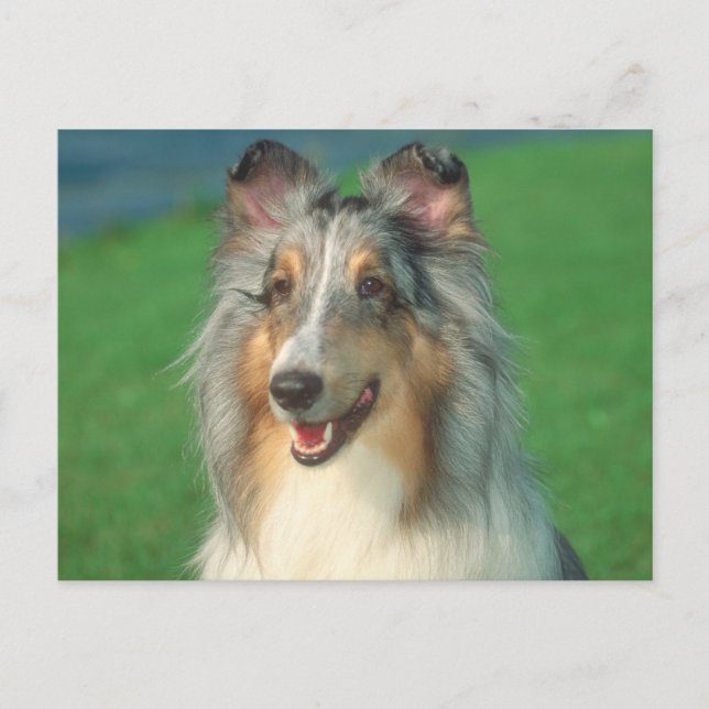 Cartão Postal Blue Merle Collie (Frente)