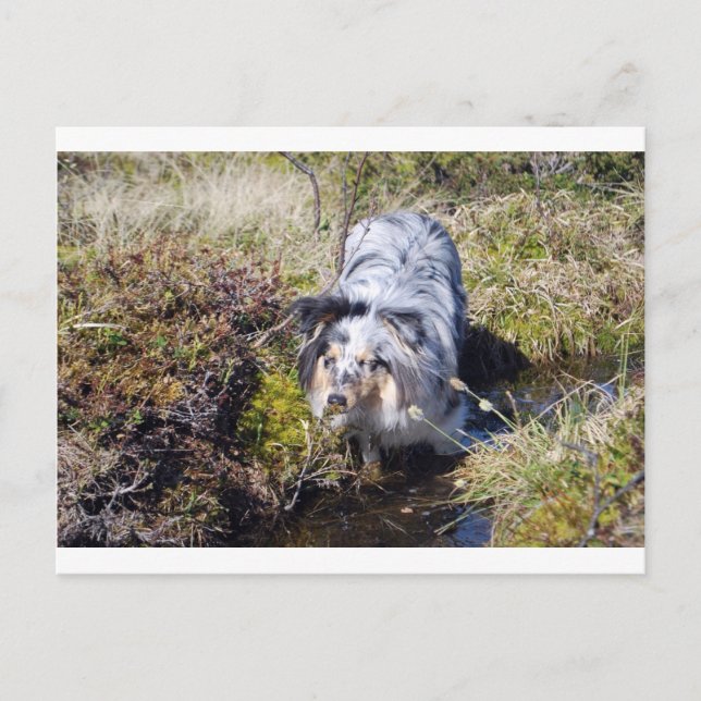 Cartão Postal Blue Merle Shetland Sheepdog (Frente)