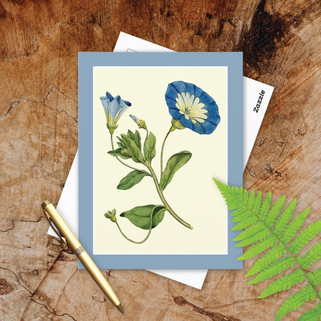 Cartão Postal Blue Morning Glory Vine Illustration Postcard (Criador carregado)