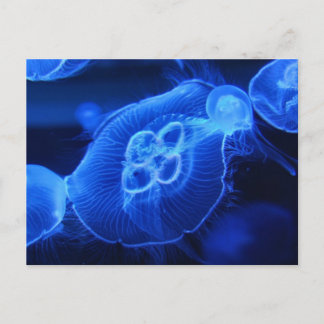 Cartão Postal Blue Neon Jellyfish