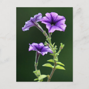 Cartão Postal Blue Petunia