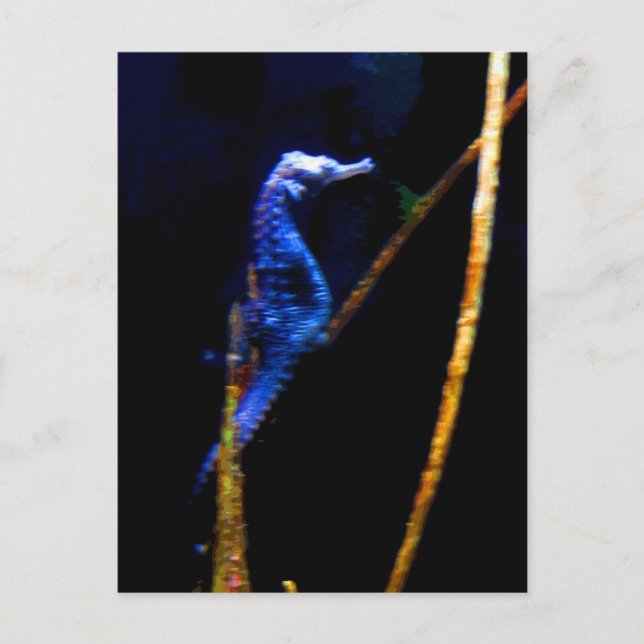 Cartão Postal Blue Seacavalo CB (Frente)