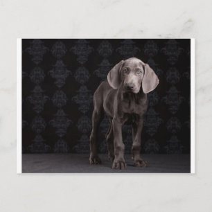 Cartão Postal Blue the Weimaraner Puppy