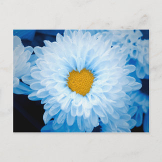 Cartão Postal Blue Tinted Chrysanthemums Nature Foto Ucrânia Po