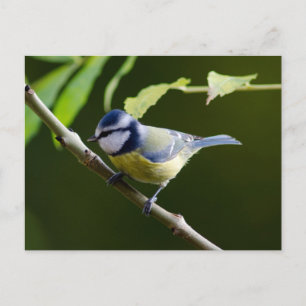 Cartão Postal Blue Tit no outono
