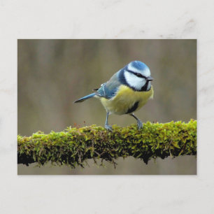 Cartão Postal Blue Titbird