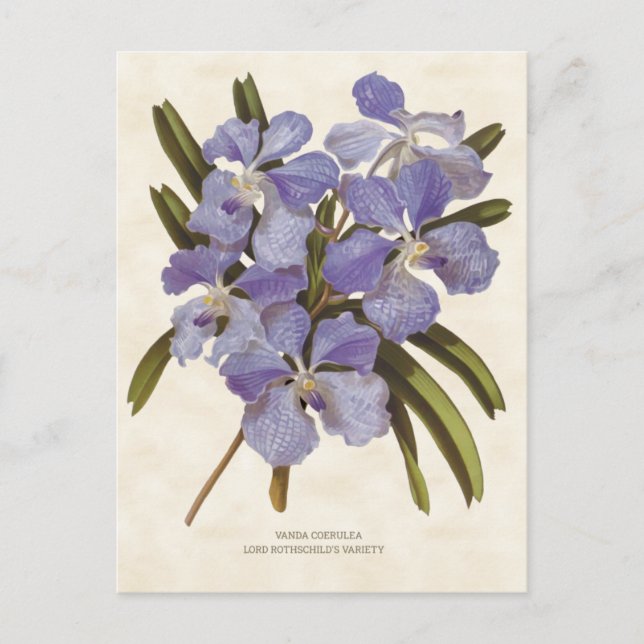 Cartão Postal Blue Vanda Orchid Vintage Botanical (Frente)