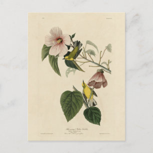 Cartão Postal Blue-Winged Yellow Warbler - Audubon Birds America