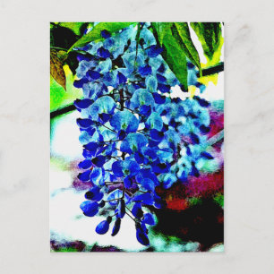 Cartão Postal Blue Wisteria
