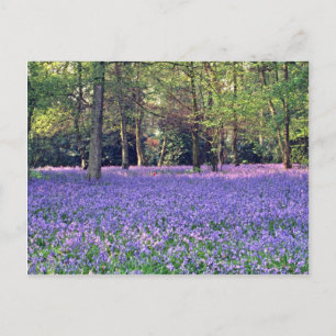Cartão Postal Bluebell Woods, flores da Inglaterra