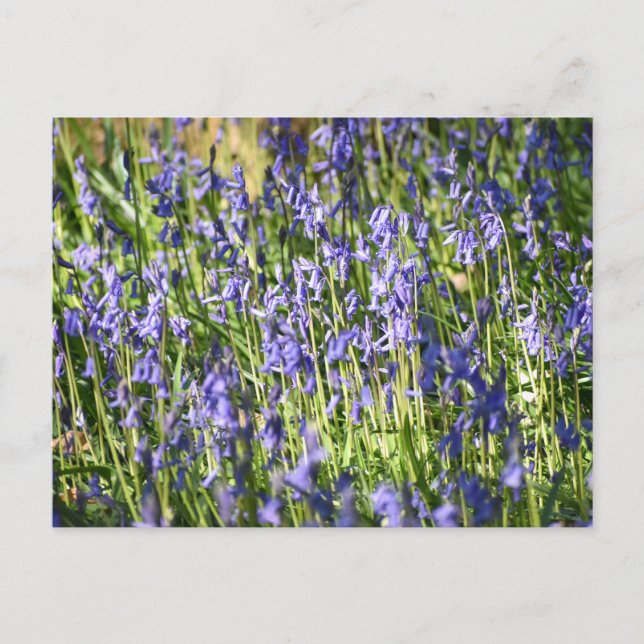 Cartão Postal Bluebells (Frente)