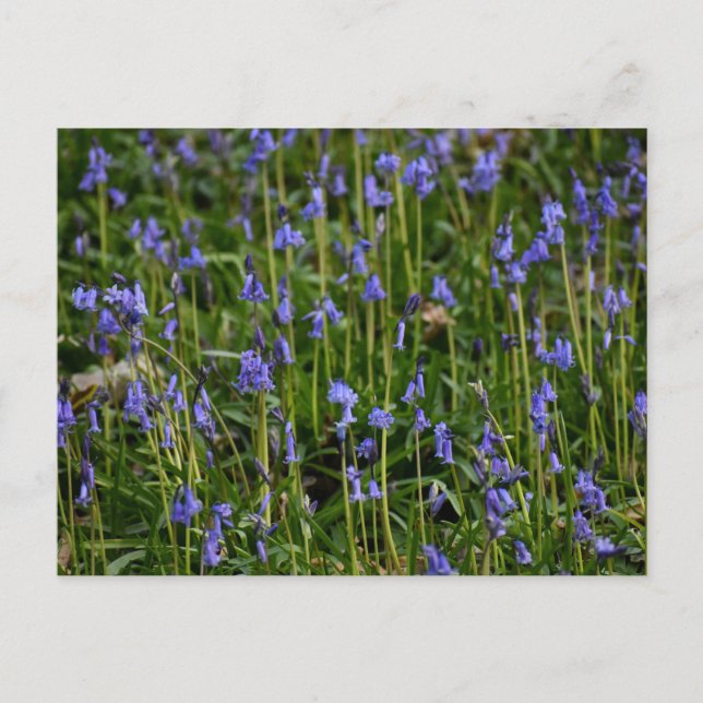 Cartão Postal Bluebells (Frente)