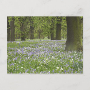 Cartão Postal Bluebells e Oak Tres em Primavera, Little Hagley