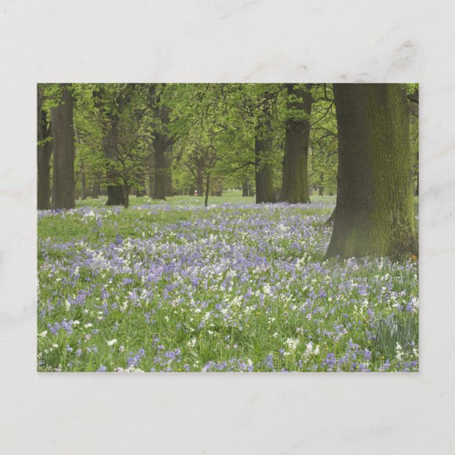 Cartão Postal Bluebells e Oak Tres em Primavera, Little Hagley (Frente)