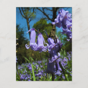 Cartão Postal Bluebells, Essex, Inglaterra - Cartão-postal