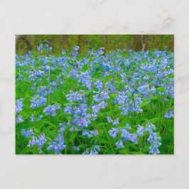 Cartão Postal Bluebells, Three Creeks Metropark, Columbus, Ohio