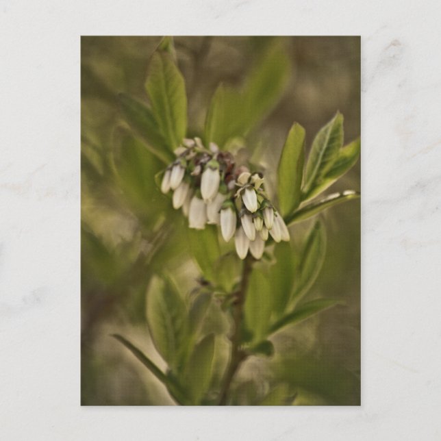 Cartão Postal Blueberry 585 (Frente)