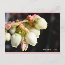 Cartão Postal Blueberry Blossoms | Cartão-postal Blue Beach™