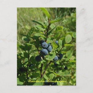 Cartão Postal Blueberry Bush, Ilha de Unalaska
