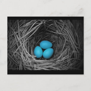 Cartão Postal Bluebird