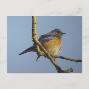 Cartão postal Bluebird 1 Ocidental
