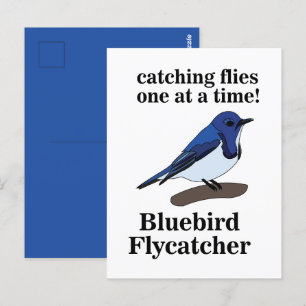 Cartão Postal Bluebird Bird Engraçado