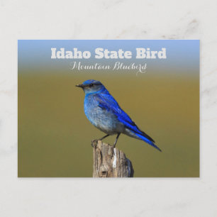 Cartão Postal Bluebird Idaho State Pássaro