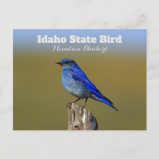 Cartão Postal Bluebird Idaho State Pássaro (Frente)