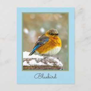 Cartão Postal Bluebird oriental na neve - Foto original
