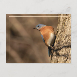 Cartão Postal Bluebird, Sideways Glance