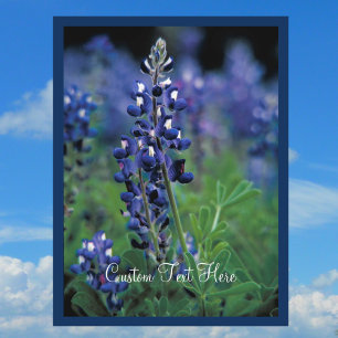 Cartão Postal Bluebonnet Field Blue Fllower Texas