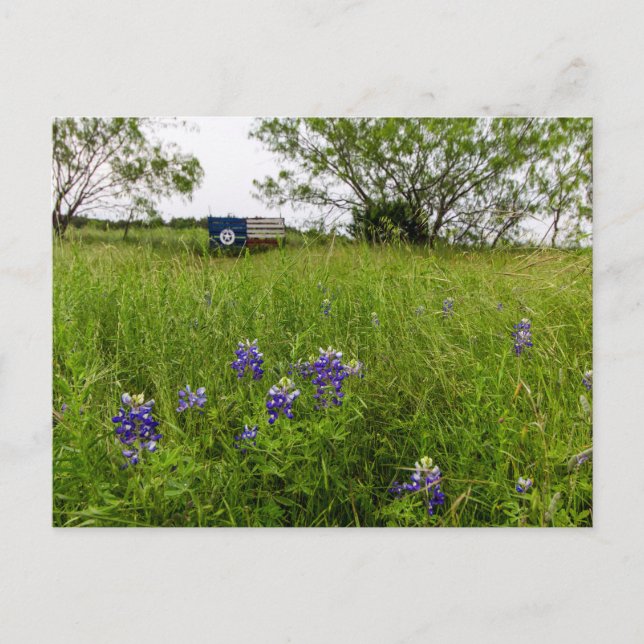Cartão Postal Bluebonnet Park, Ennis, Texas (Frente)