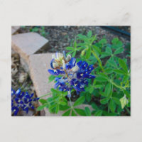 Bluebonnet só