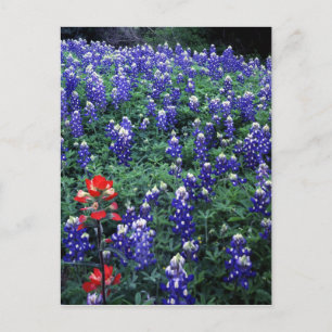 Cartão Postal Bluebonnets do Texas e Pincel da Índia