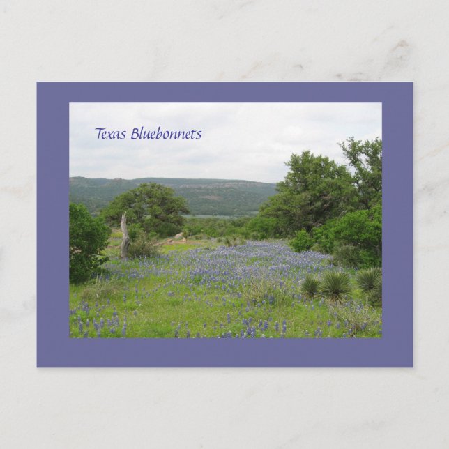 Cartão Postal Bluebonnets em Texas (Frente)