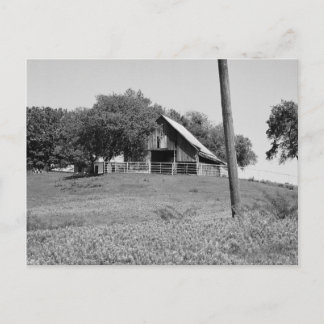 Cartão Postal Bluebonnets na Primavera