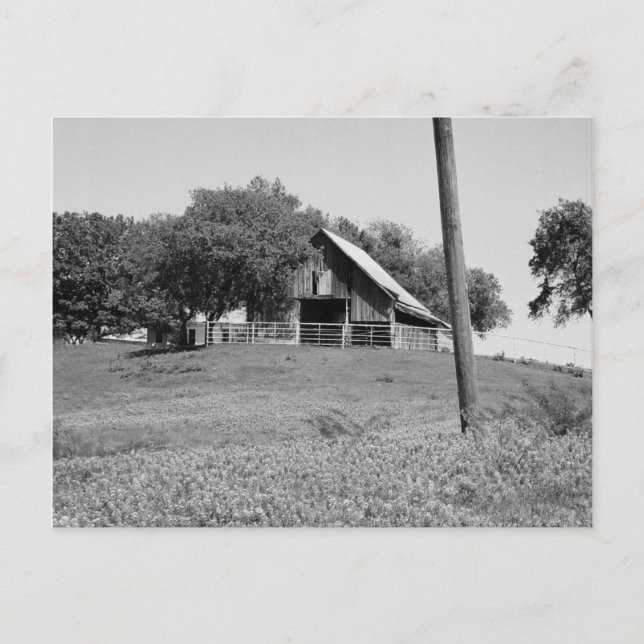 Cartão Postal Bluebonnets na Primavera (Frente)