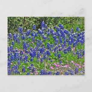 Cartão Postal Bluebonnets no Yeager Creek Rd, Johnson City, TX