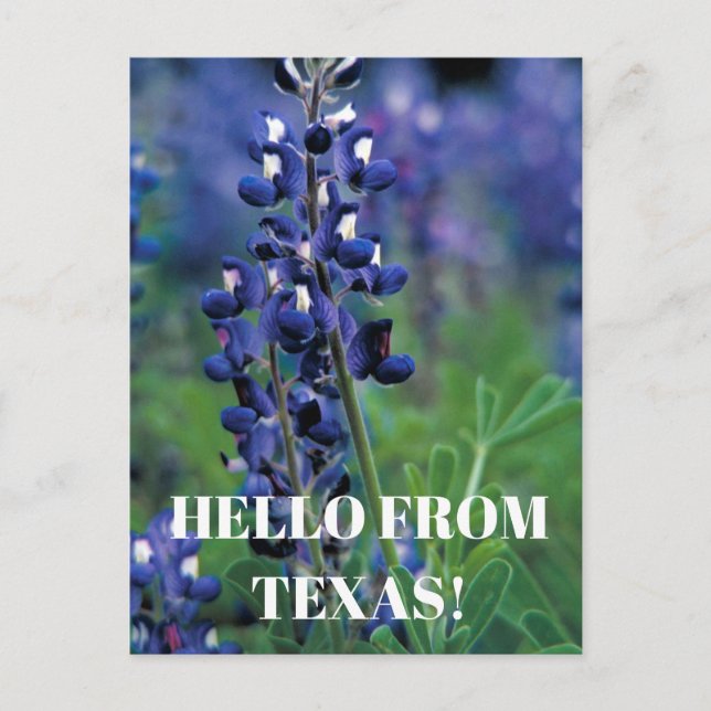 Cartão Postal Bluebonnets Texas State Flower Blue Floral Lupine (Frente)