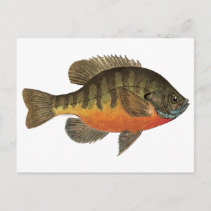 Cartão Postal Bluegill Bream
