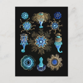 Cartão Postal Bluegreen Siphonophorae