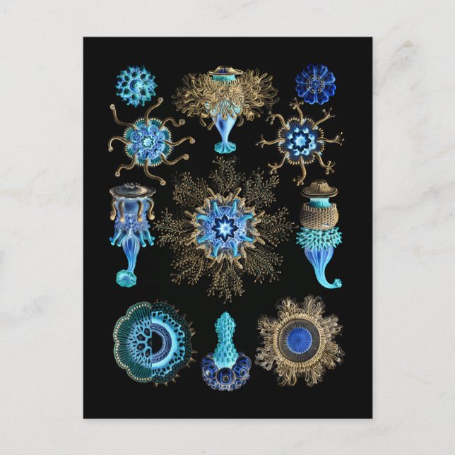 Cartão Postal Bluegreen Siphonophorae (Frente)