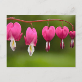 Cartão Postal Blüten des tränenden Herzen