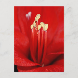 Cartão Postal Blütenstaub