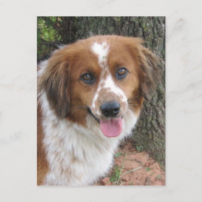 Cartão Postal Bo (Frente)