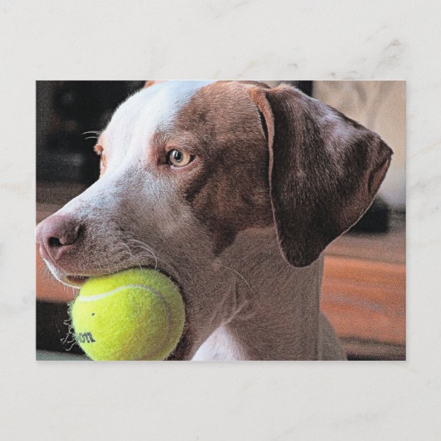 Cartão Postal Bo-Bo e Bally (Frente)