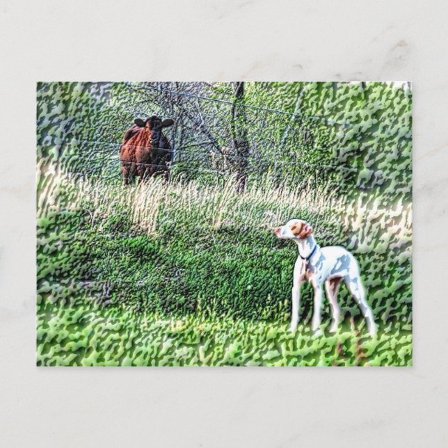 Cartão Postal Bo-Bo versus a vaca mãozinha (Frente)