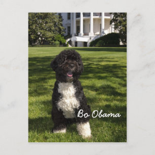 Cartão Postal Bo Obama