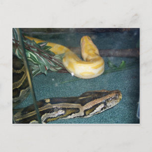 Cartão Postal Boa Casal, 1